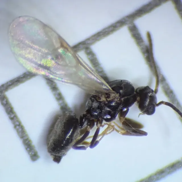 White-Footed Ant — what it looks like (Ants)