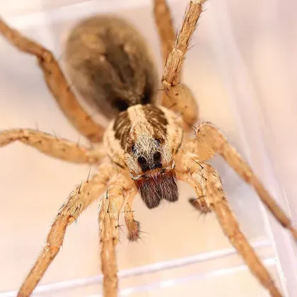 Wolf Spider — what it looks like (Spiders & Scorpions)