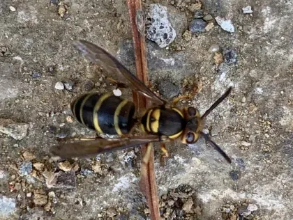 Yellow Jacket — what it looks like (Stinging Insects)