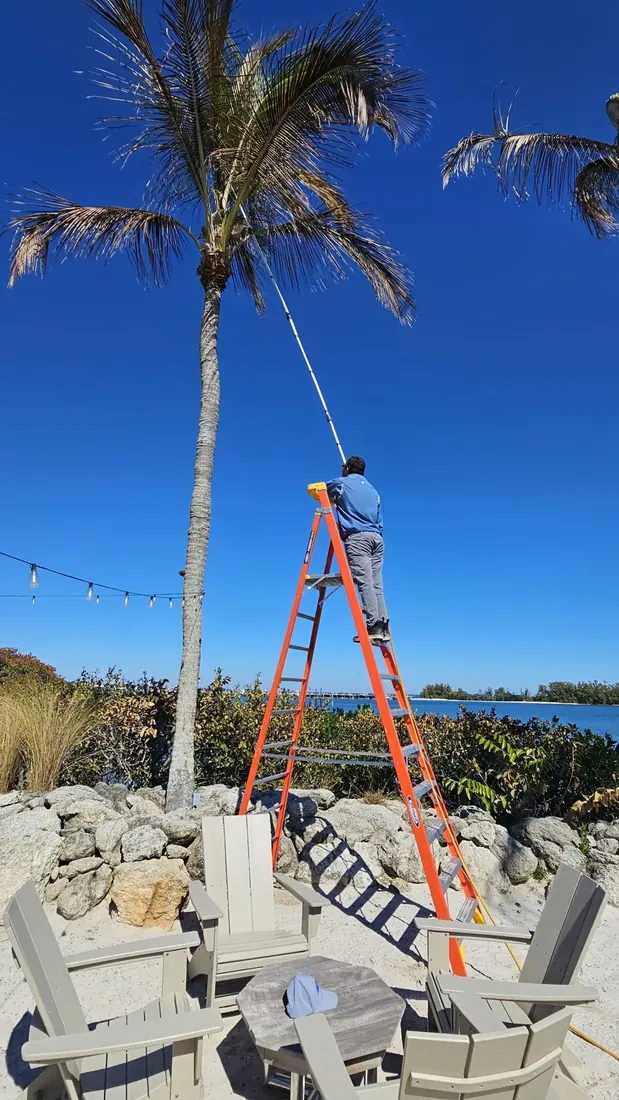Rhino Pest Management treating palm trees along the Indian River Lagoon near Sebastian