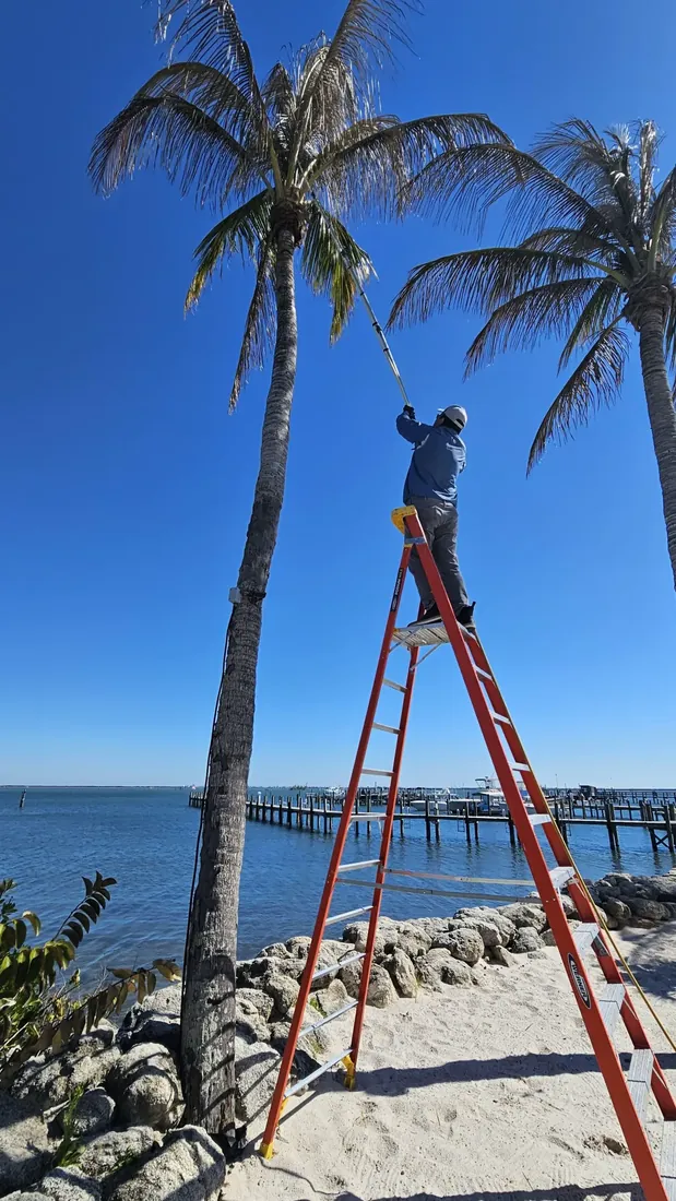Waterfront palm tree pest treatment by Rhino Pest Management on Florida's Space Coast